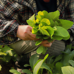 Fall 2026 - Amanah in Action: A Muslim's Guide to Permaculture